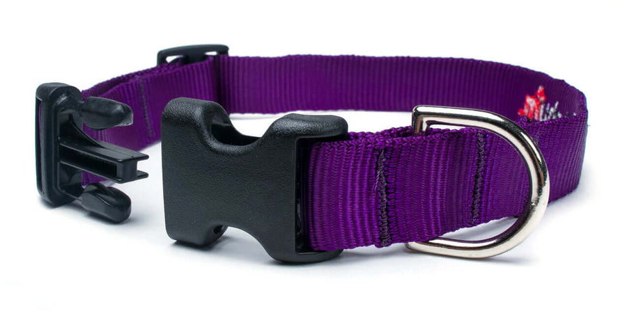 Purple Collar with quick release buckle and metal D-ring for strong dogs, made of durable mil-spec webbing.