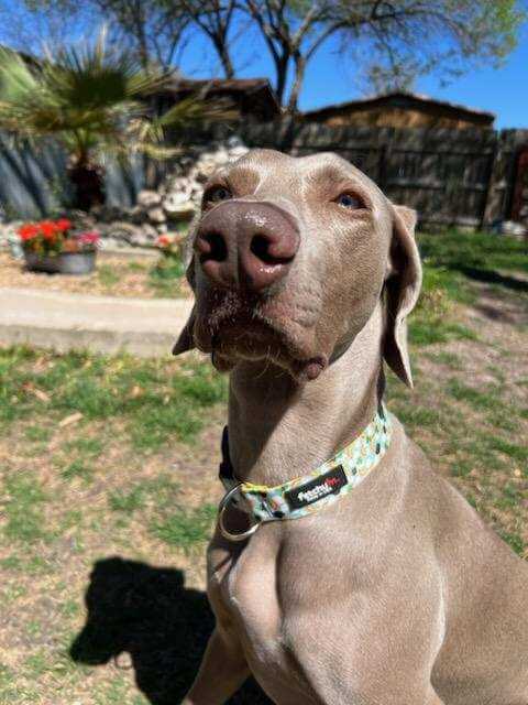 St. Paddys Rainbow Dog Collar on a proud dog in a garden setting, showcasing its vibrant design and durable materials.